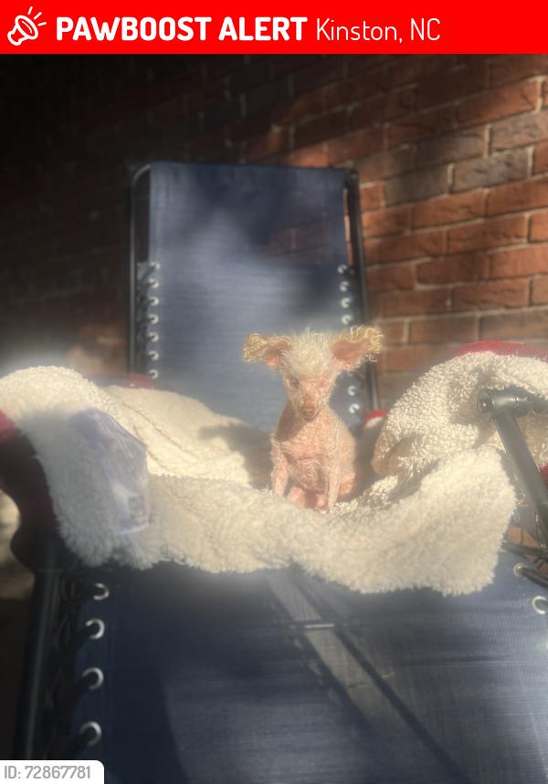 Lost Female Dog last seen Laroque Ave/ Fairfield area , Kinston, NC 28501