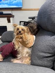Lost Female Dog last seen Trinity Blvd, Euless, TX 76040