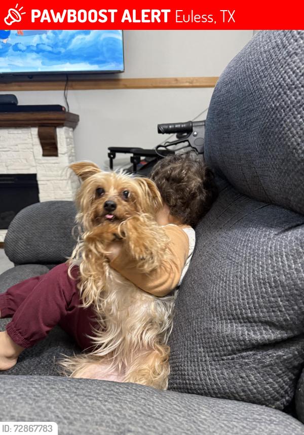 Lost Female Dog last seen Trinity Blvd, Euless, TX 76040