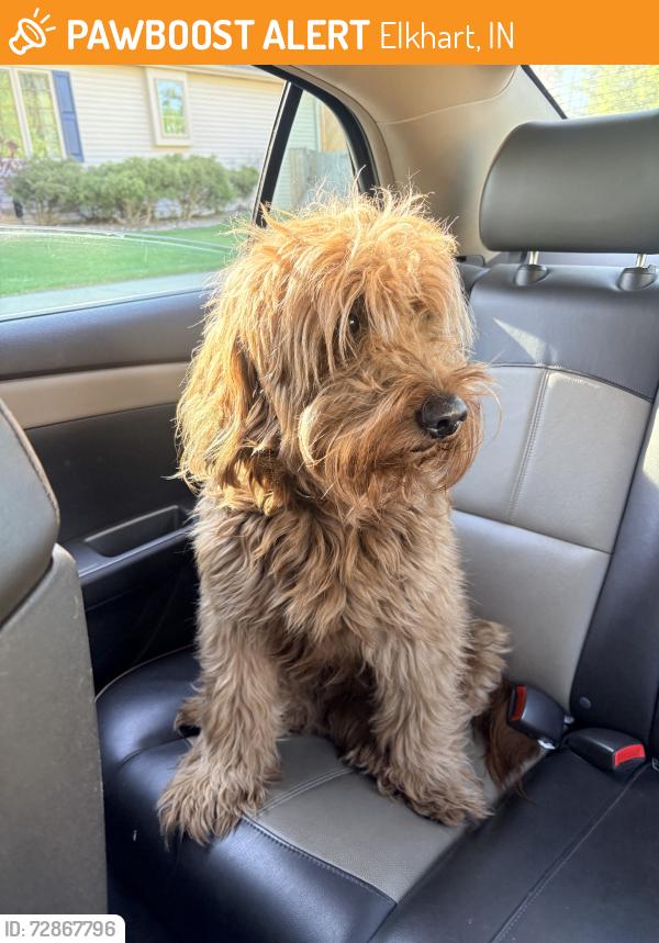 Found/Stray Male Dog last seen Jeanwood, Elkhart, IN 46514