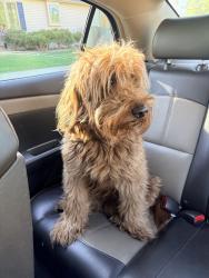 Found/Stray Male Dog last seen Jeanwood, Elkhart, IN 46514