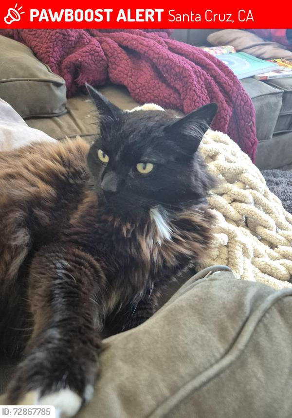 Lost Male Cat last seen Dougmar Drive and El Dorado, Live Oak, Santa Cruz County, CA, Santa Cruz, CA 95062