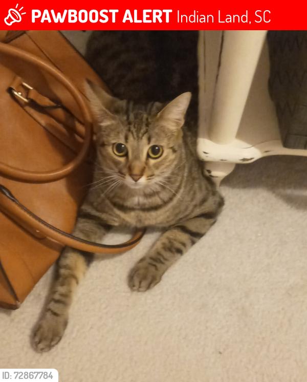 Lost Female Cat last seen W Arrow lake Court and Sey Mullis, Indian Land, SC 29707