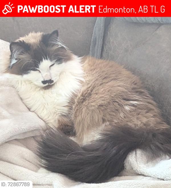 Lost Female Cat last seen Near st & 135 ave, Edmonton, AB T5L 1G2