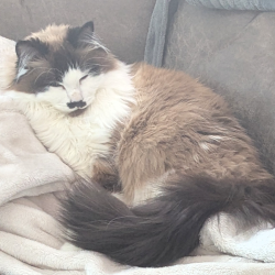 Lost Female Cat last seen Near st & 135 ave, Edmonton, AB T5L 1G2