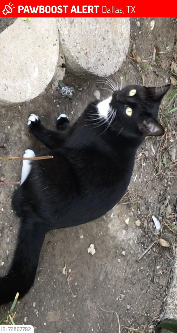 Lost Female Cat last seen Polanco Place apmts, Dallas, TX 75235
