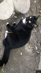 Lost Female Cat last seen Polanco Place apmts, Dallas, TX 75235