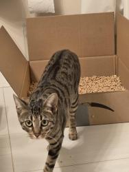 Reunited Female Cat last seen Forest lawn mcdonalds, Calgary, AB 