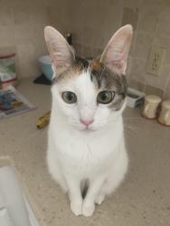 Lost Female Cat last seen Tyrell Heights and Sophia Lane, Magnolia, TX 77354