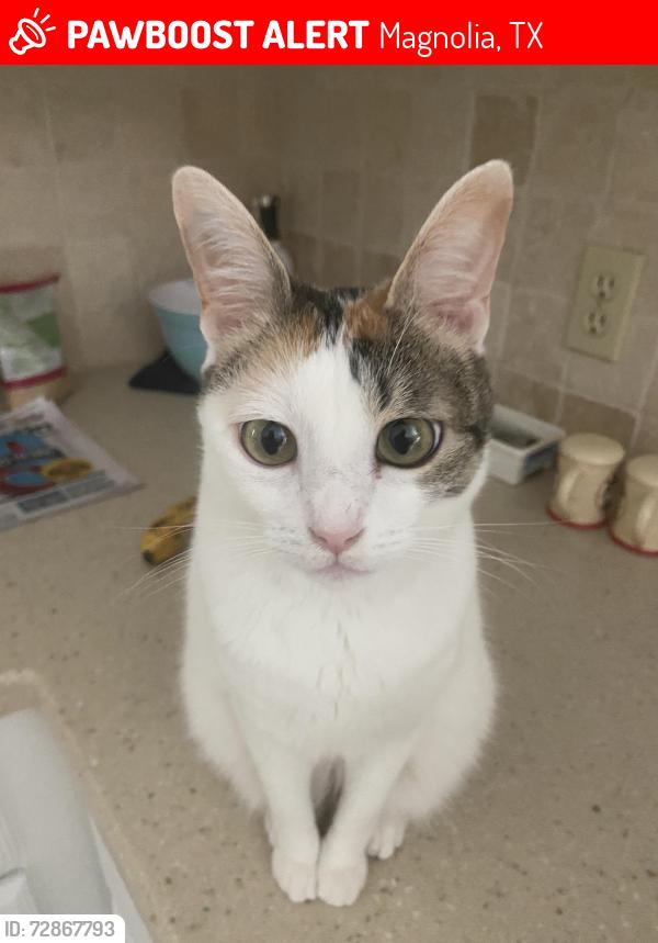 Lost Female Cat last seen Tyrell Heights and Sophia Lane, Magnolia, TX 77354