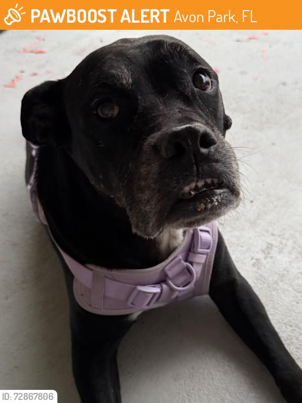 Found/Stray Female Dog last seen Near West Stryker Road, Avon Park, FL 33825
