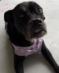 Found/Stray Female Dog last seen Near West Stryker Road, Avon Park, FL 33825