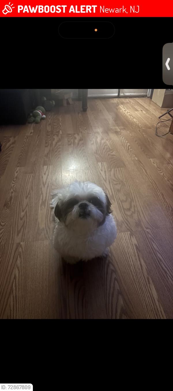 Lost Male Dog last seen 10th street , Newark, NJ 07103