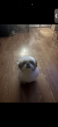Lost Male Dog last seen 10th street , Newark, NJ 07103