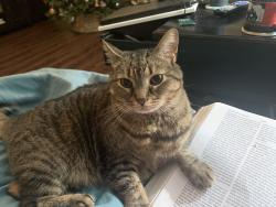 Lost Female Cat last seen Brooks, Nielsen, Aiken, SC 29803