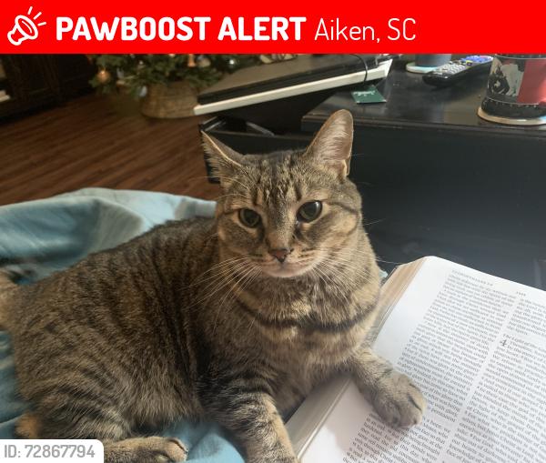 Lost Female Cat last seen Brooks, Nielsen, Aiken, SC 29803