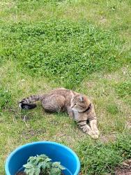 Found/Stray Unknown Cat last seen Fremont/browns park, Rockford, IL 61103