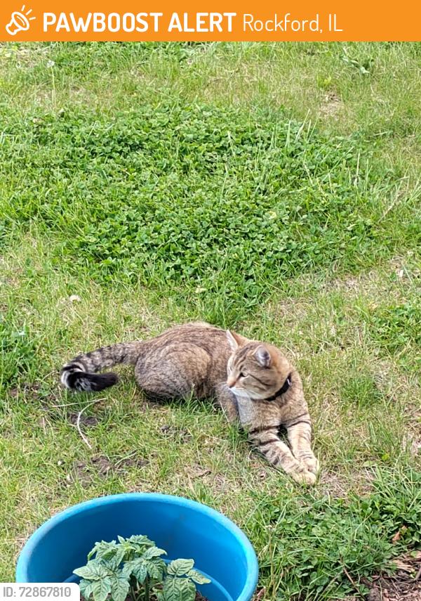 Found/Stray Unknown Cat last seen Fremont/browns park, Rockford, IL 61103