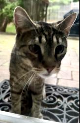 Found/Stray Unknown Cat last seen Crabapple & Hemlock in Newtown Grant, Newtown Grant, PA 18940