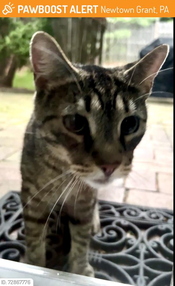 Found/Stray Unknown Cat last seen Crabapple & Hemlock in Newtown Grant, Newtown Grant, PA 18940