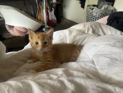 Lost Female Cat last seen -, San Jose, CA 95111