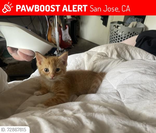 Lost Female Cat last seen -, San Jose, CA 95111