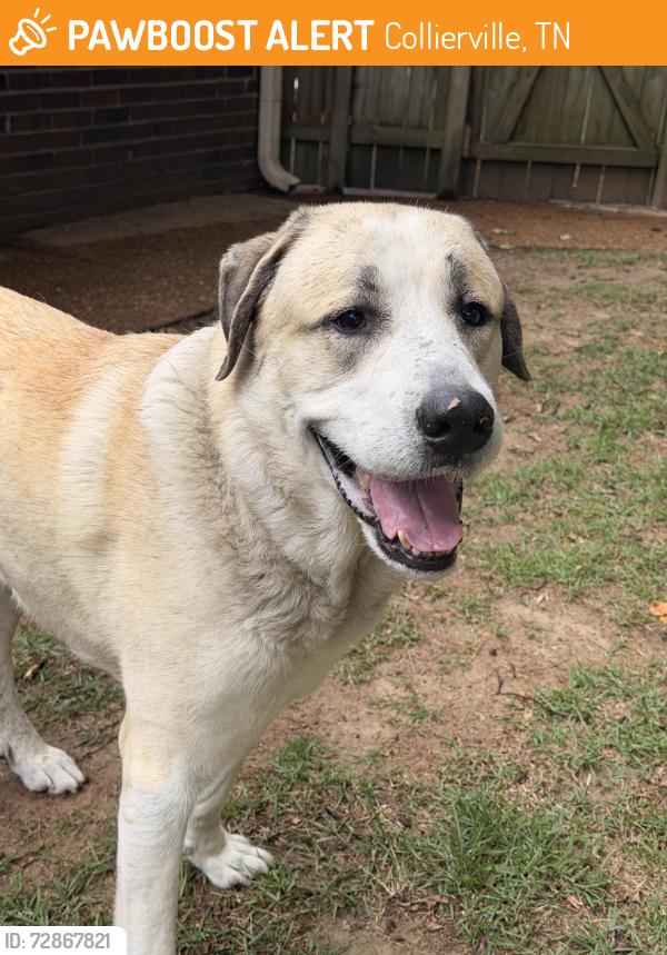Found/Stray Male Dog last seen Eastbrook neighborhood , Collierville, TN 38017