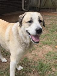 Found/Stray Male Dog last seen Eastbrook neighborhood , Collierville, TN 38017