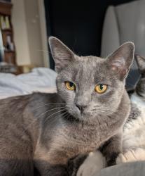 Lost Female Cat last seen St Joseph elementary , Lloydminster, AB T9V 2C8