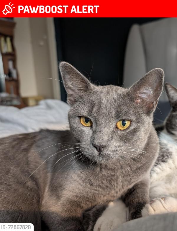 Lost Female Cat last seen St Joseph elementary , Lloydminster, AB T9V 2C8