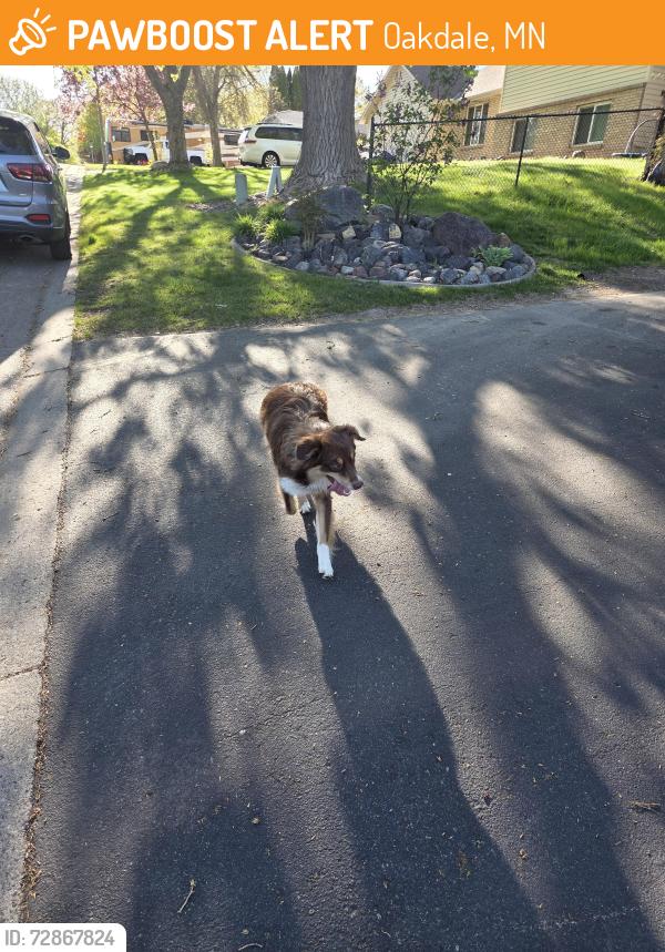 Found/Stray Male Dog last seen HENSLOW , Oakdale, MN 55128