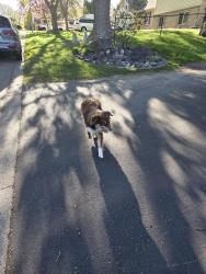 Found/Stray Male Dog last seen HENSLOW , Oakdale, MN 55128