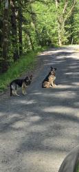 Found/Stray Male Dog last seen Hwy 6 Gales creek OR, Gales Creek, OR 97117