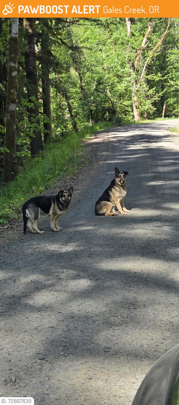 Found/Stray Male Dog last seen Hwy 6 Gales creek OR, Gales Creek, OR 97117