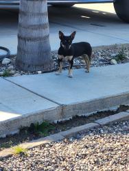 Found/Stray Female Dog last seen Capistrano St, Tulare, CA 93274
