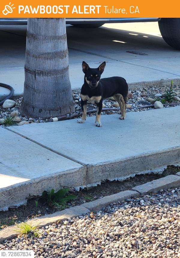 Found/Stray Female Dog last seen Capistrano St, Tulare, CA 93274