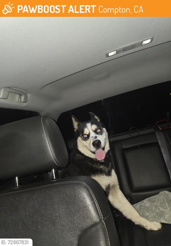 Found/Stray Male Dog last seen Central & 131th st, Compton, CA 90222