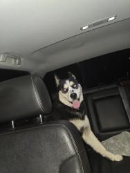 Found/Stray Male Dog last seen Central & 131th st, Compton, CA 90222