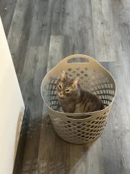 Lost Male Cat last seen South 66th, Tacoma, WA 98409