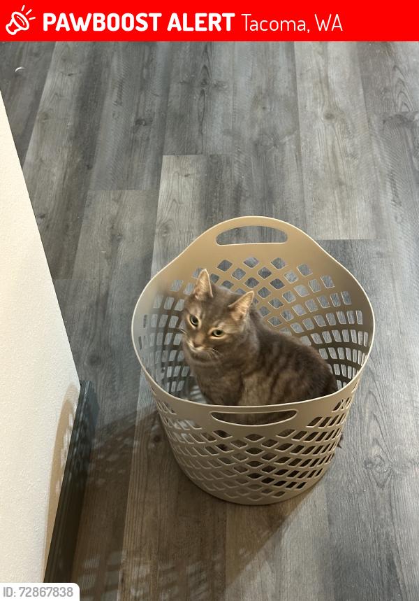 Lost Male Cat last seen South 66th, Tacoma, WA 98409