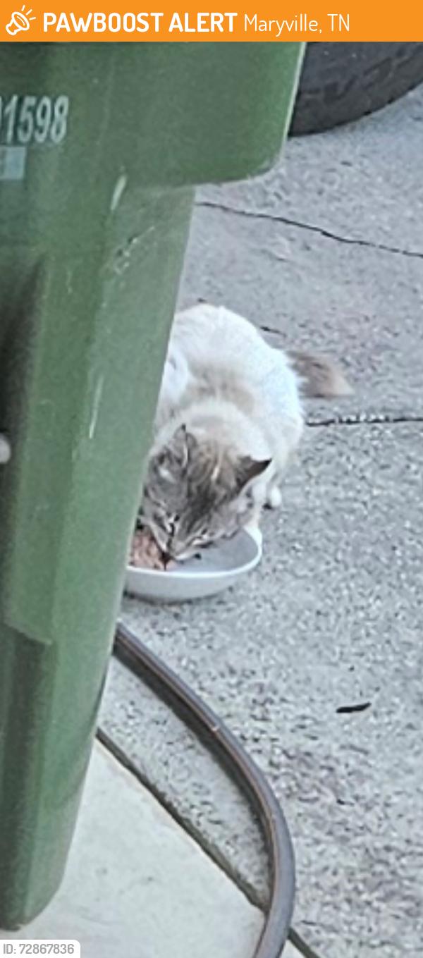 Found/Stray Unknown Cat last seen Amerine Rd, Maryville, TN 37804