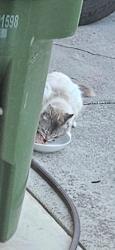 Found/Stray Unknown Cat last seen Amerine Rd, Maryville, TN 37804