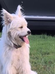 Found/Stray Unknown Dog last seen 10th Ct West and 4th st west, Birmingham, AL 35204