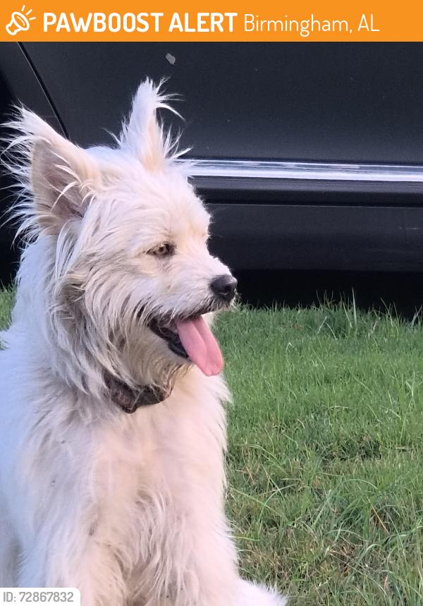 Found/Stray Unknown Dog last seen 10th Ct West and 4th st west, Birmingham, AL 35204