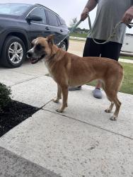 Found/Stray Unknown Dog last seen Cummings Dr , Alvarado, TX 76009