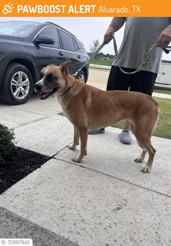 Found/Stray Unknown Dog last seen Cummings Dr , Alvarado, TX 76009