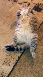 Lost Female Cat last seen Wildflower Niles Michigan Silverbrook ests, Niles, MI 49120