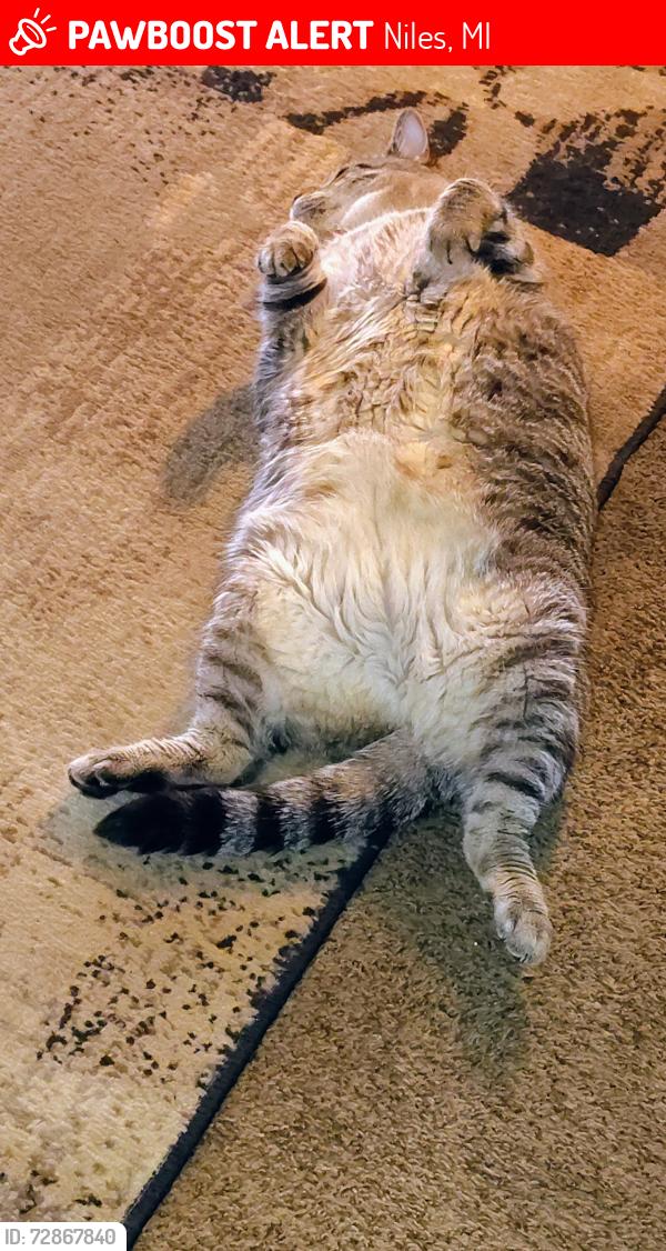 Lost Female Cat last seen Wildflower Niles Michigan Silverbrook ests, Niles, MI 49120