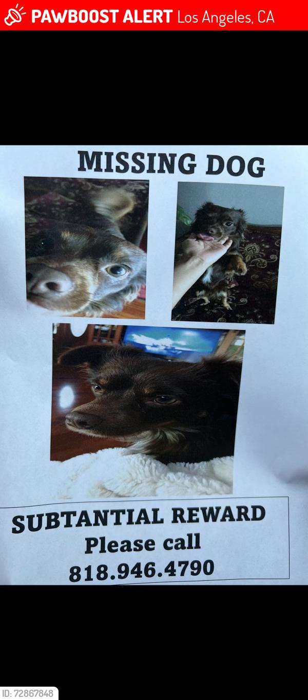 Lost Male Dog last seen Planet Fitness on Balboa, Los Angeles, CA 91344