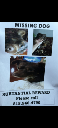 Lost Male Dog last seen Planet Fitness on Balboa, Los Angeles, CA 91344